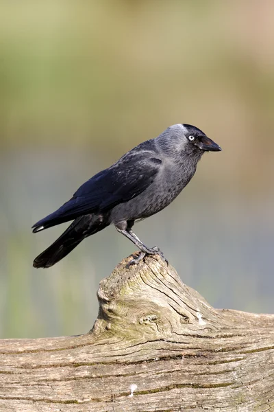 Guacamayo, Corvus monedula — Foto de Stock