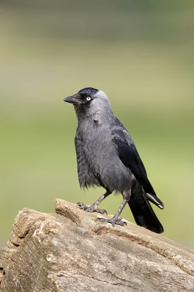 Csóka, corvus monedula — Stock Fotó