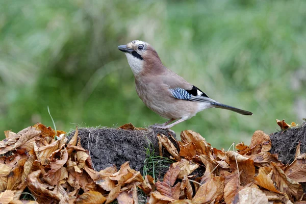 Jay, Garrulus glandarius — Stock fotografie