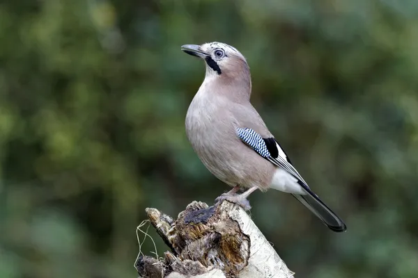 Jay, Garrulus glandarius — Stok fotoğraf