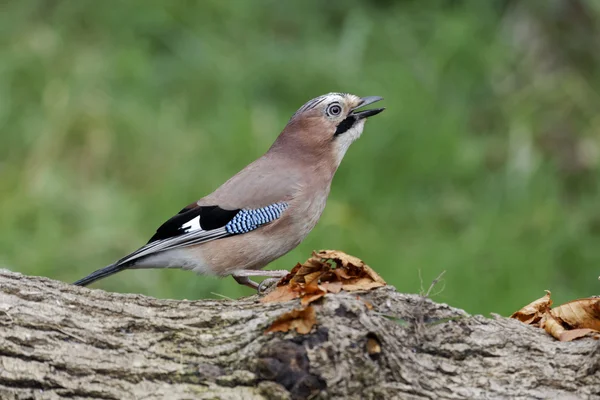 Jay, Garrulus glandarius — Fotografia de Stock