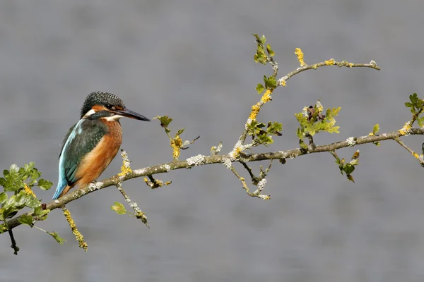 カワセミ、カワセミ — Stockfoto