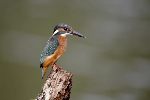 Zimorodek alcedo atthis — Zdjęcie stockowe