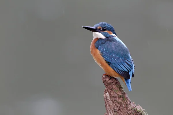 Kingfisher, Alcedo atthis — Stock Photo, Image