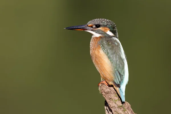 Kingfisher, Alcedo atthis — Stock Photo, Image