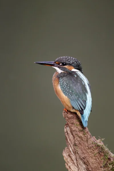 Yalıçapkını, alcedo şuna — Stok fotoğraf