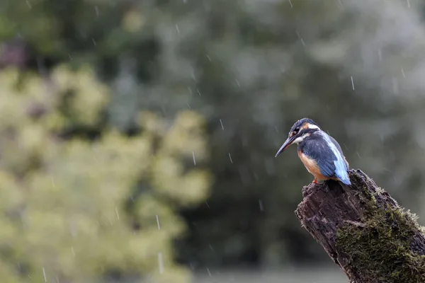 Yalıçapkını, alcedo şuna — Stok fotoğraf