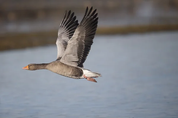 Greylag χήνα, anser anser — Φωτογραφία Αρχείου