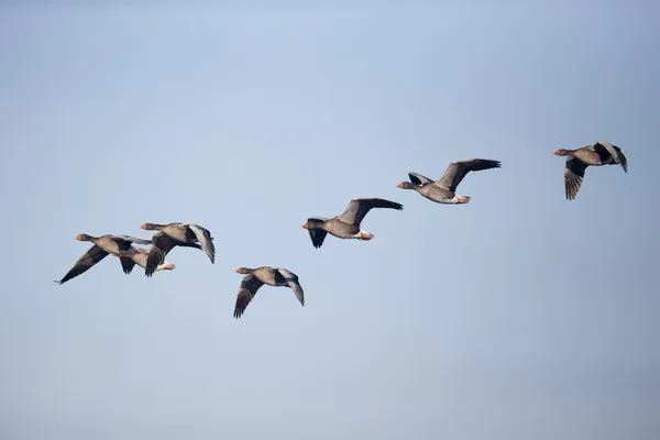 Greylag goose, Anser anser — Stock Photo, Image