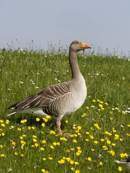 Greylag goose, Anser anser, — Stock Photo, Image
