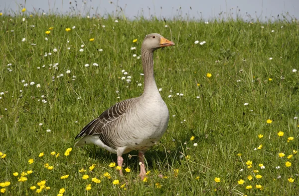 Grijze gans, Anser anser, — Stockfoto