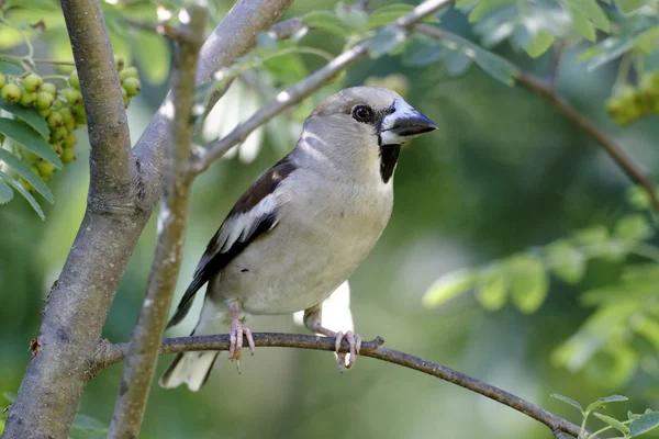 Halcón, Coccothraustes coccothraustes — Foto de Stock