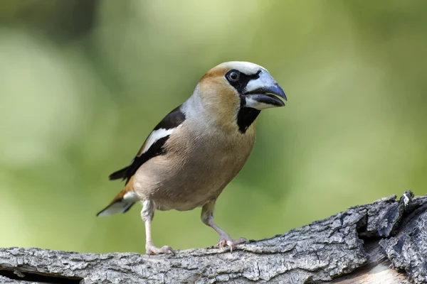 Hawfinch, Coccothraustes coccothraustes — Stock Photo, Image