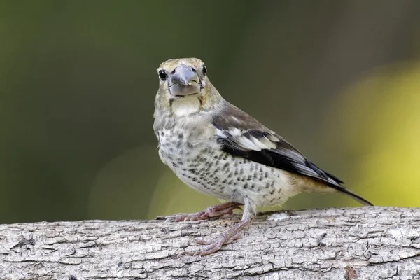 Habicht, Kokothraustes Kokothraustes — Stockfoto