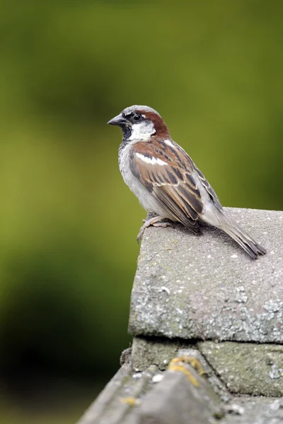 Evi sparrow, passer domesticus — Stok fotoğraf