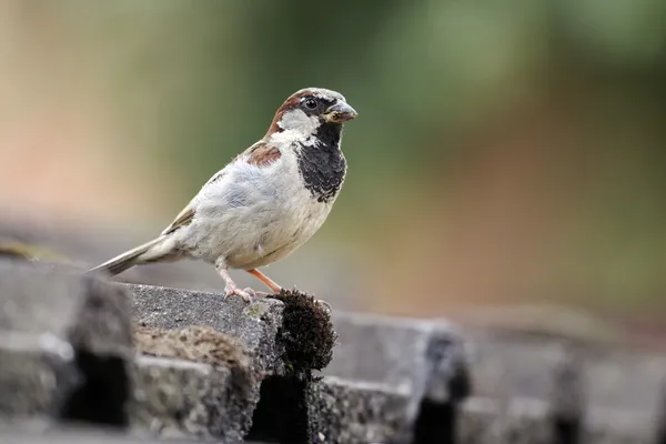 Wróbel, passer domesticus — Zdjęcie stockowe