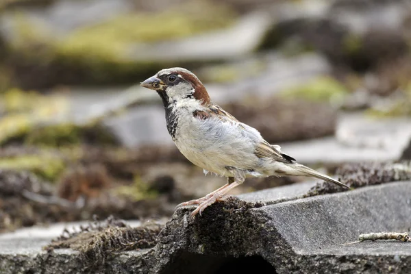 Wróbel, passer domesticus — Zdjęcie stockowe