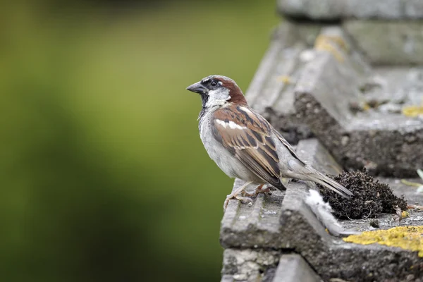 Huismus, passer domesticus — Stockfoto