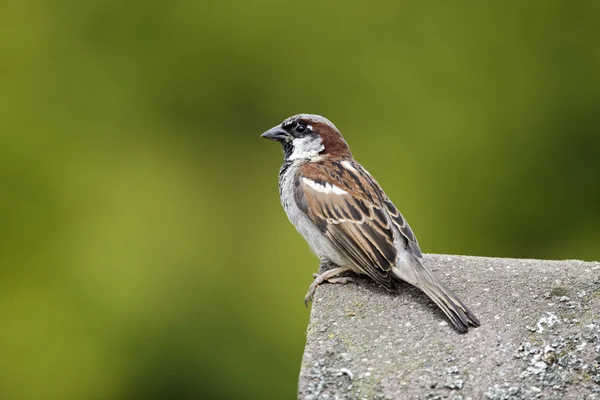 House sparrow, Passer domesticus — Stock Photo, Image