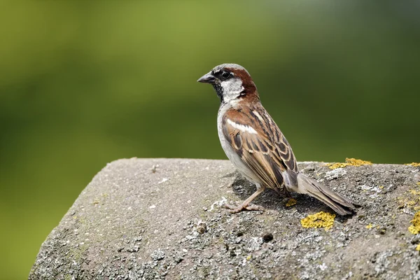 Evi sparrow, passer domesticus — Stok fotoğraf