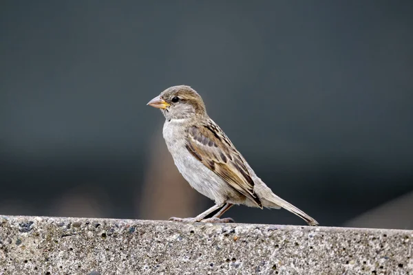 House sparrow, Passer domesticus — Stock Photo, Image