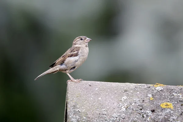 Moineau domestique, Passer domesticus — Photo