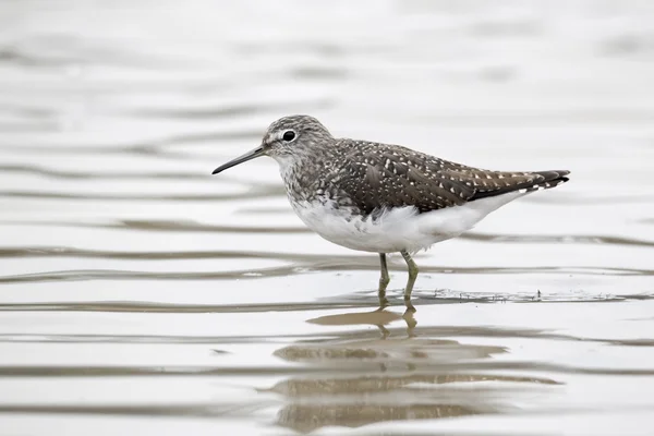 Grüner Wasserläufer, Tringa ochropus — Stockfoto