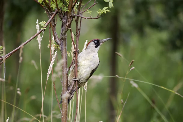 Zelená datel, picus viridis — Stock fotografie