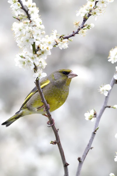 Greenfinch、carduelis クロリス — ストック写真