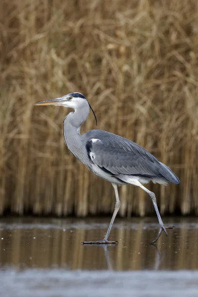 Volavka šedá, Ardea cinerea — Stock fotografie