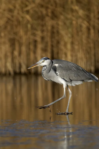 Garça cinzenta, Ardea cinerea — Fotografia de Stock