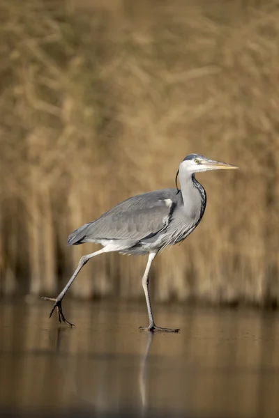 Graureiher, Ardea cinerea — Stockfoto