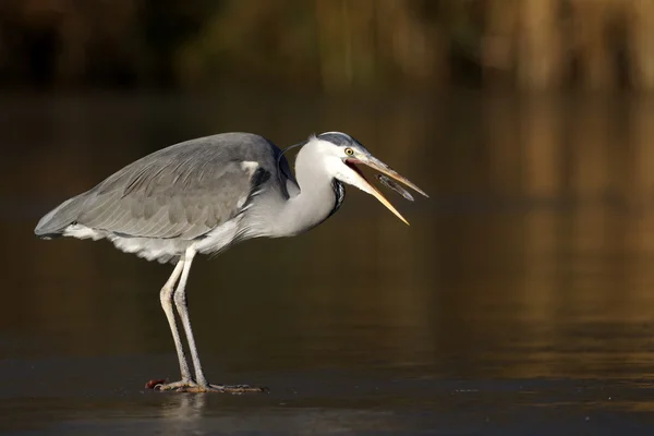 Volavka šedá, Ardea cinerea — Stock fotografie