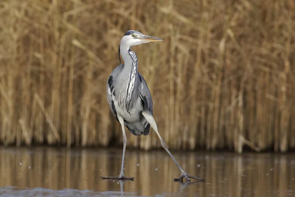 Garza gris, Ardea cinerea — Foto de Stock