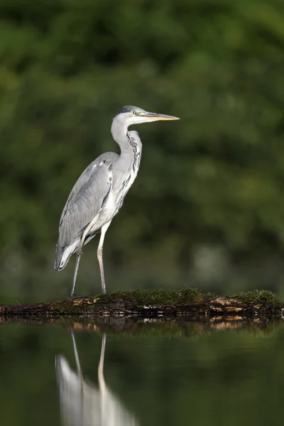 Gri balıkçıl, Ardea cinerea — Stok fotoğraf