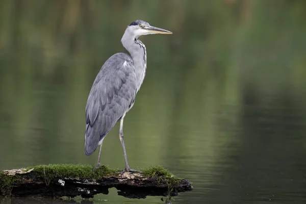 Graureiher, Ardea cinerea — Stockfoto