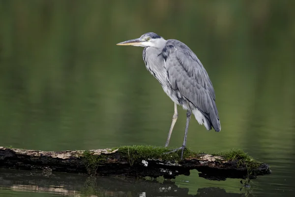 Czapla szara, Ardea cinerea — Zdjęcie stockowe