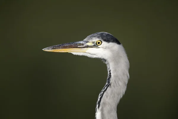 Grey heron, Ardea cinerea — Stock Photo, Image
