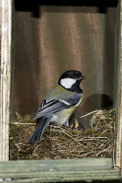 Gran teta, Parus Major —  Fotos de Stock