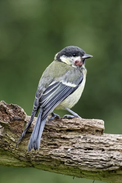 Gran teta, Parus Major — Foto de Stock