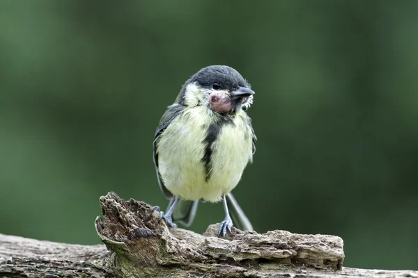 Great tit, Parus major — Stock Photo, Image