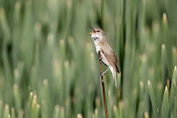 Paruline hochequeue, Acrocephalus arundinaceus — Photo