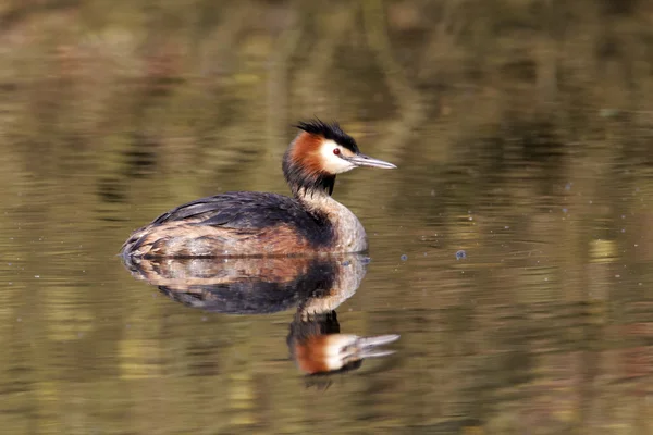 Grèbe à aigrettes, Podiceps cristatus — Photo