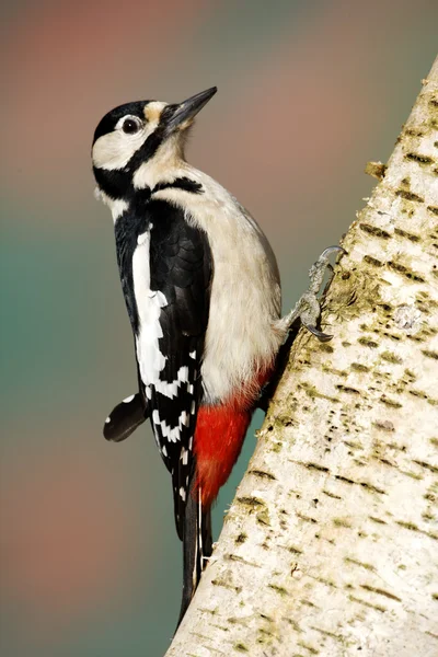 Strakapoud velký, dendrocopos major — Stock fotografie