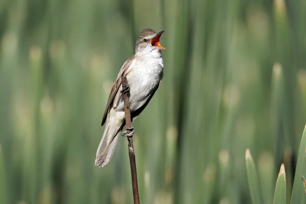 Great-reed warbler, Acrocephalus arundinaceus — Stok fotoğraf