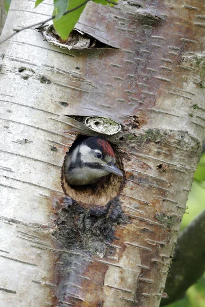 Zauważony wielki Dzięcioł, dendrocopos major — Zdjęcie stockowe