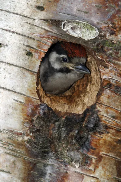 大斑啄木鸟啄木鸟 — 图库照片