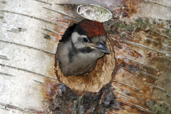 Büyük bir ağaçkakan, dendrocopos major — Stok fotoğraf