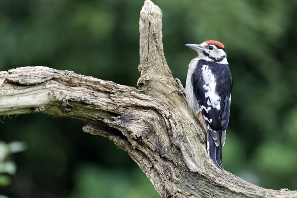 Grote bonte specht, dendrocopos major — Stockfoto