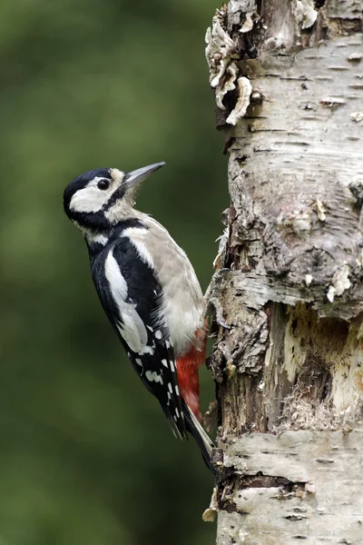 Great-spotted woodpecker, Dendrocopos major — Stock Photo, Image